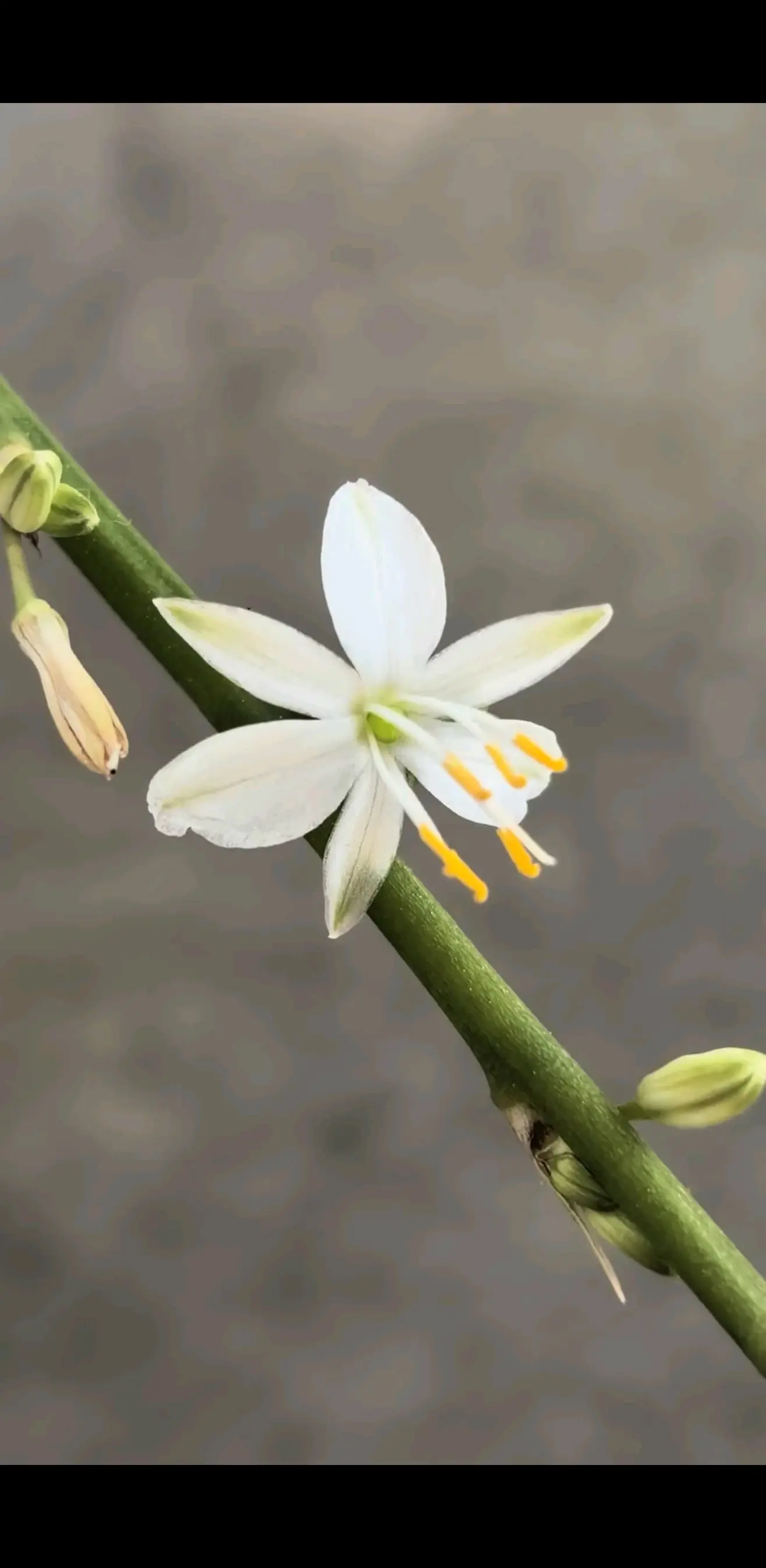 我从山中来，带着兰花