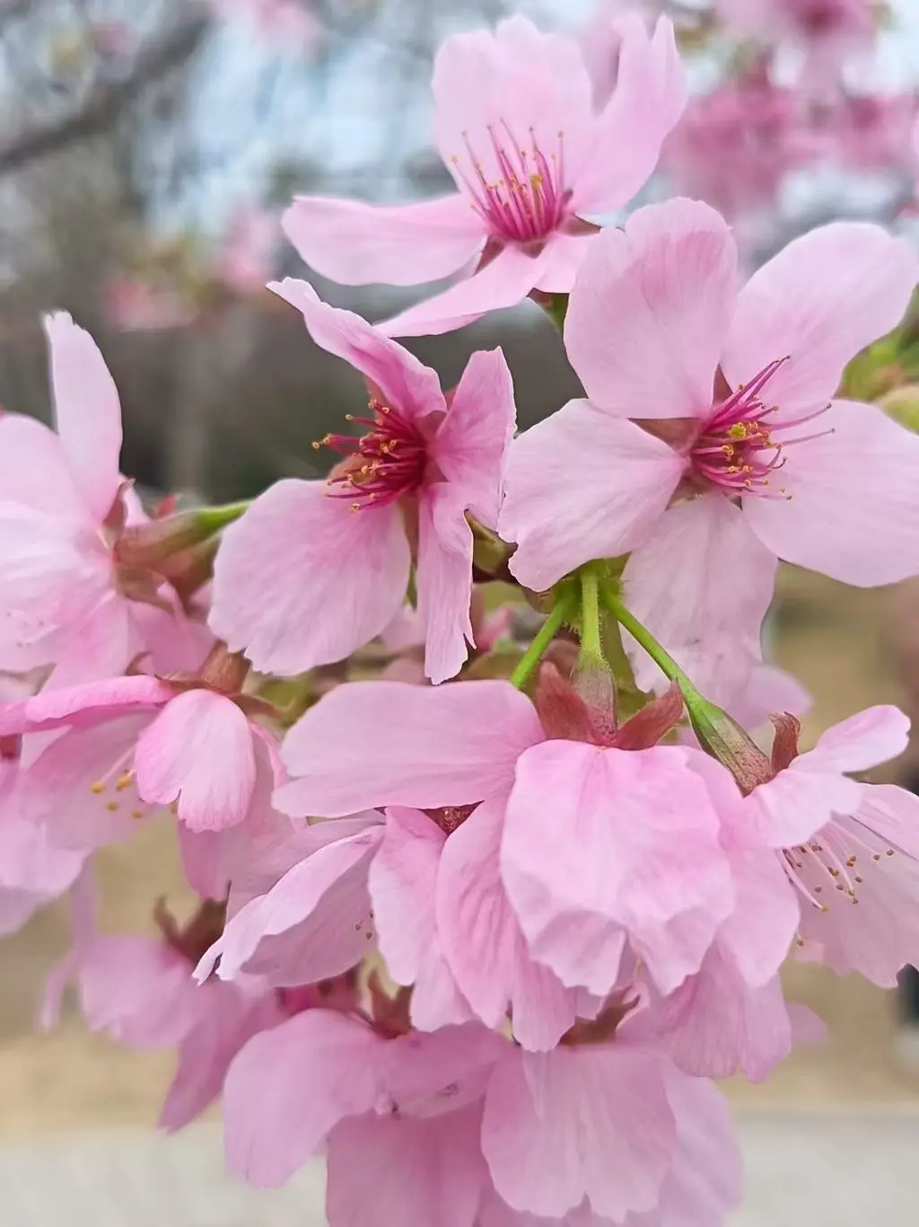 我叫野百合🌱🌱的主播照片