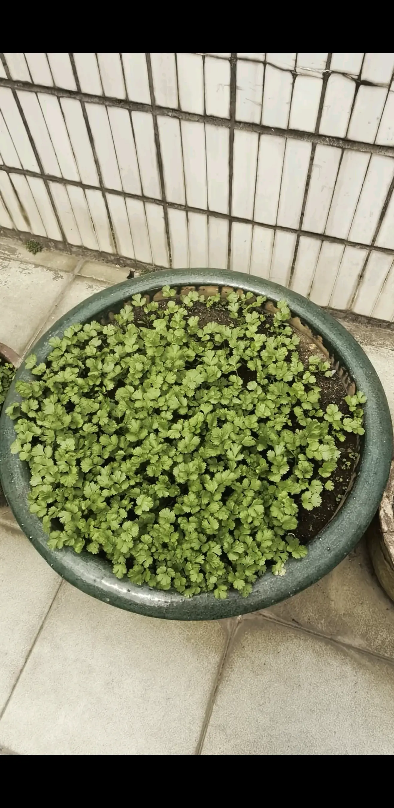 自家种的小香菜