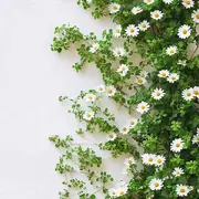 小雏菊的夏天