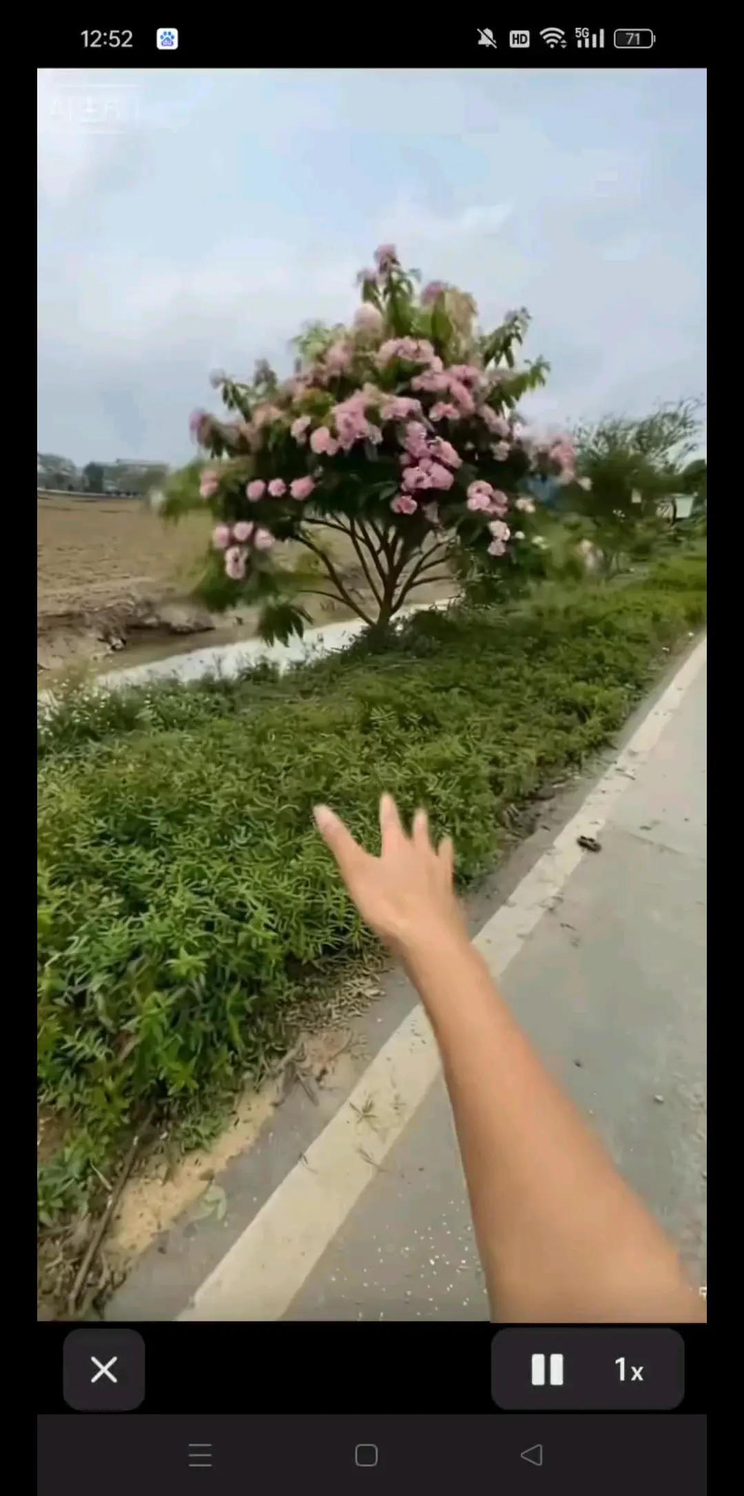 风景美如画，/害羞