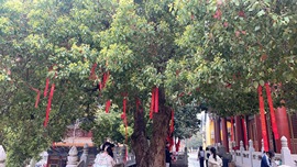 ღ柳柒柒昭禾见月✨主播照片