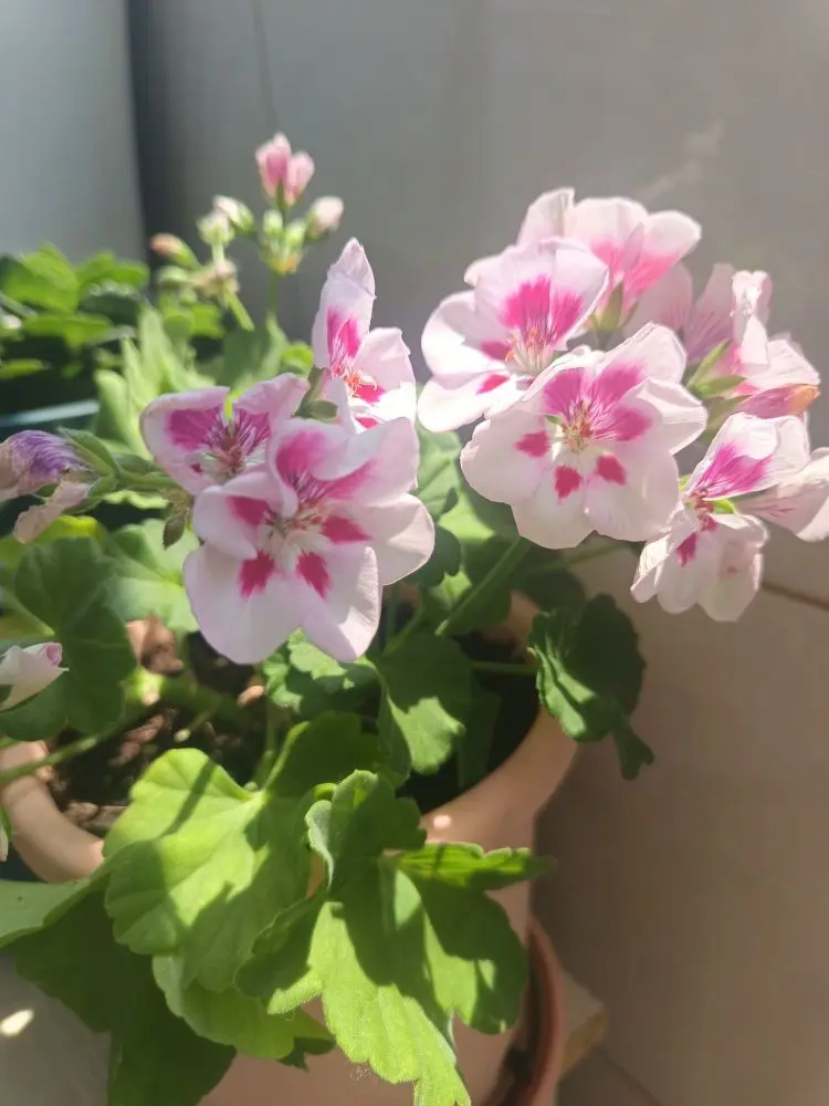金麒麟唱歌🎵的主播照片