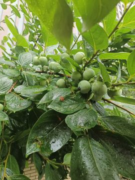 茶茶幸运星的图片