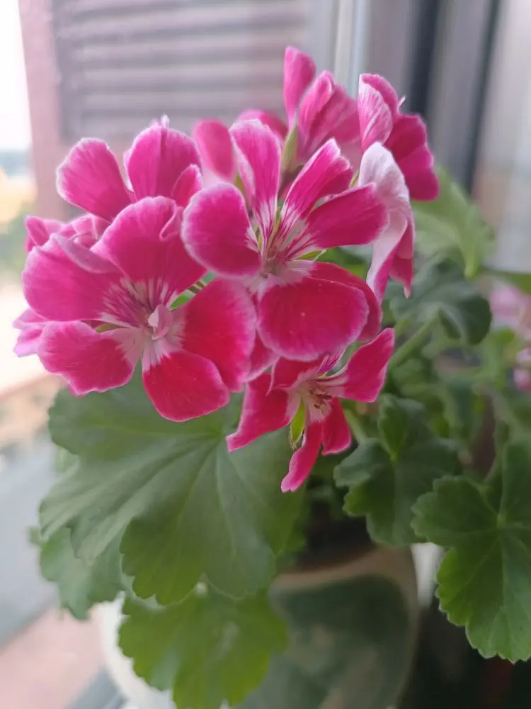 金麒麟唱歌🎵的主播照片