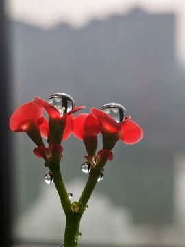 天王盖地虎虎044的图片