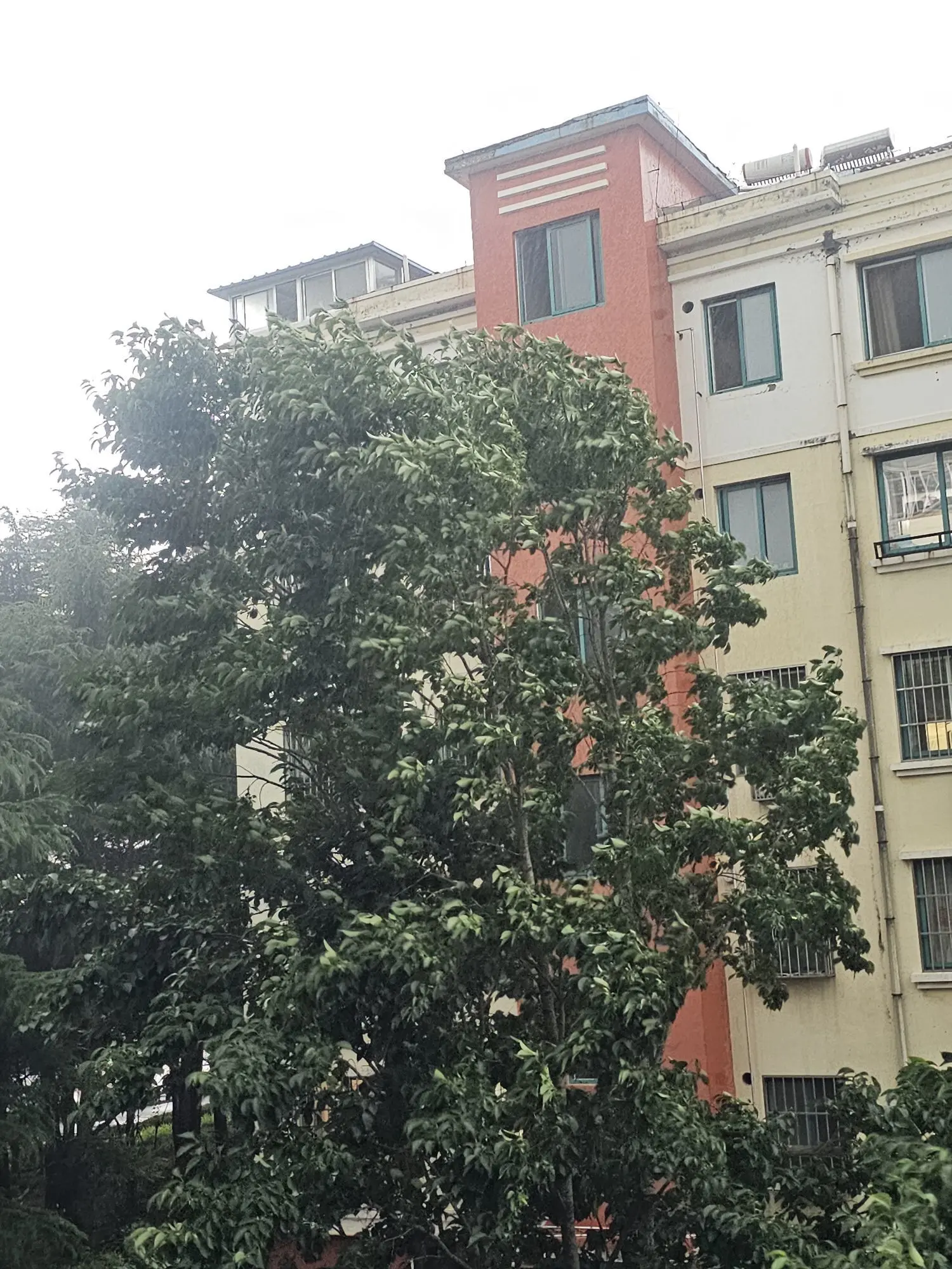 念念念念念念念念念主播图片
