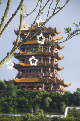 香菜锅锅的图片