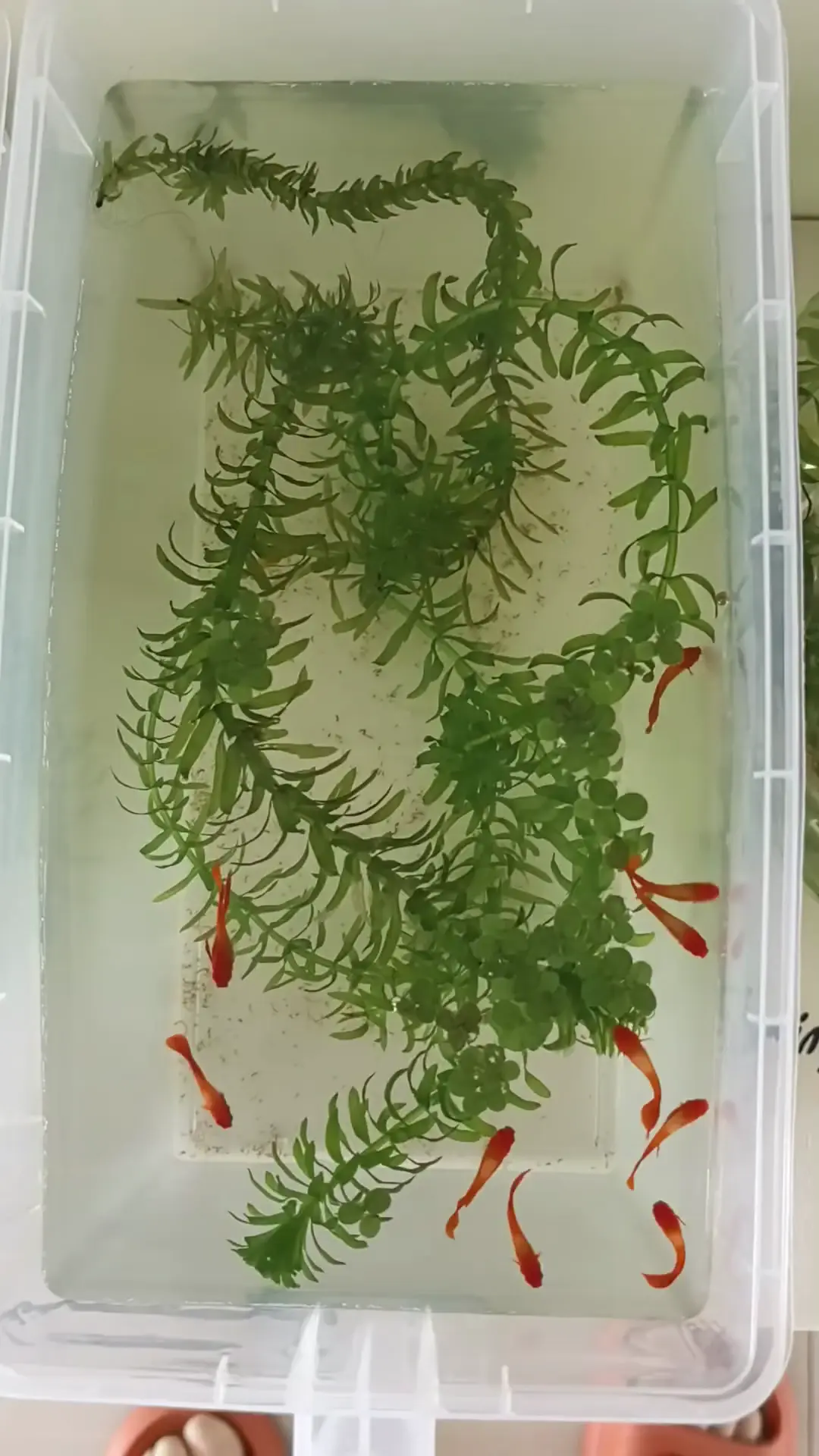 天天有鱼儿