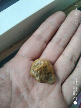杀止若的图片