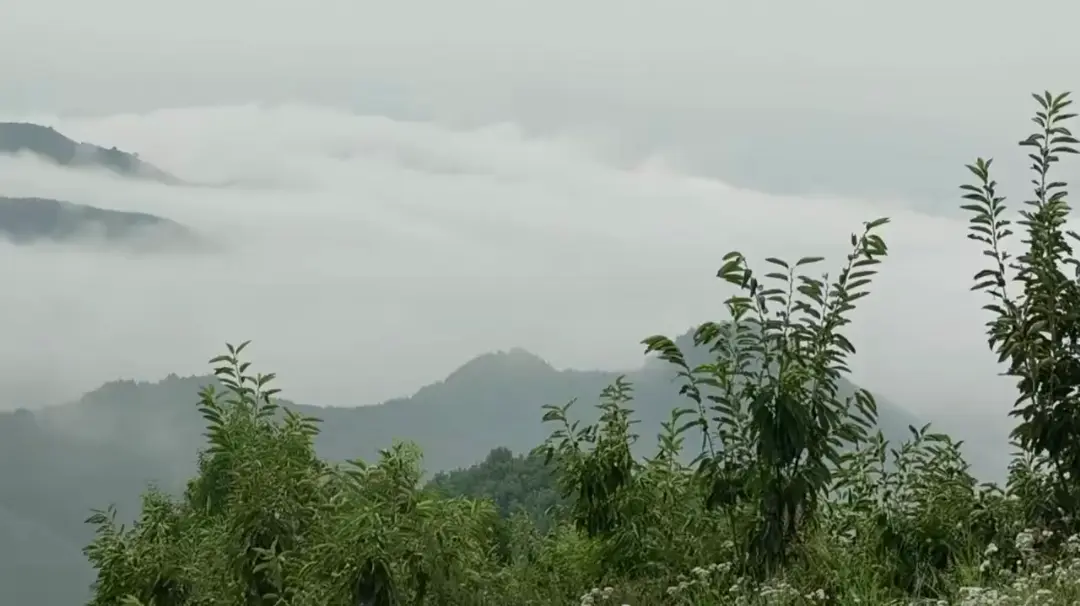 累成狗了