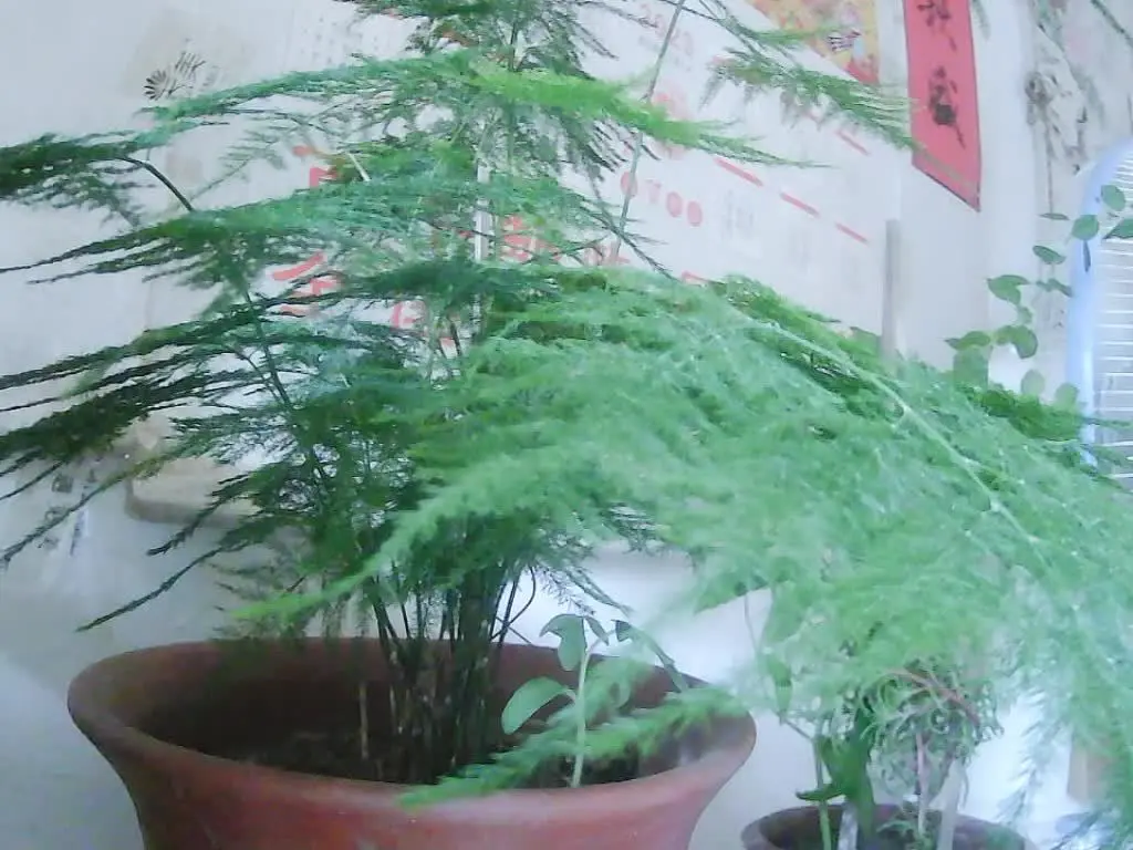 /狂笑学歌没事，《踮