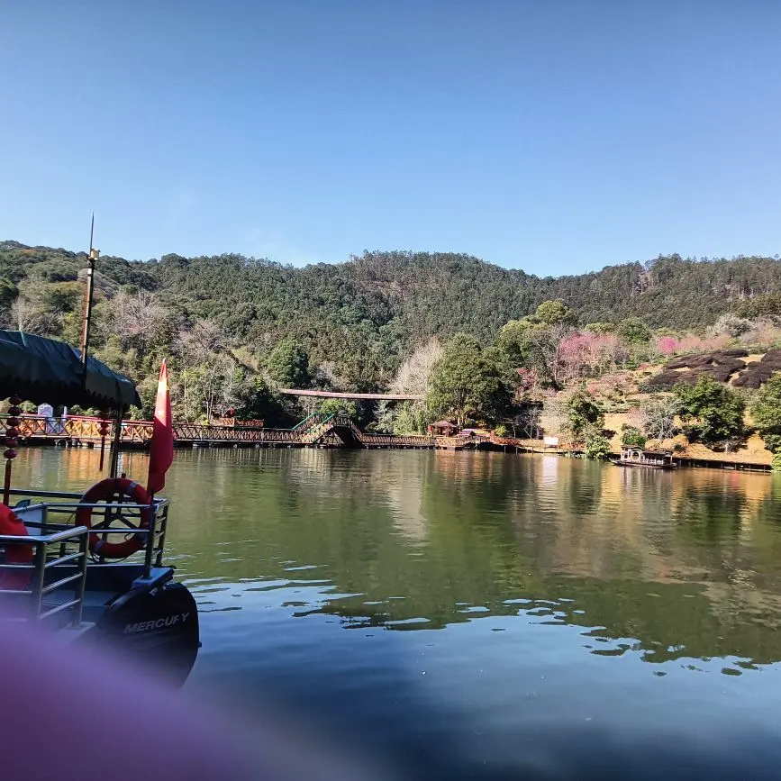 东恋茶主播图片