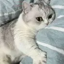 夏日炎炎bog