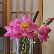 新人林林🌼