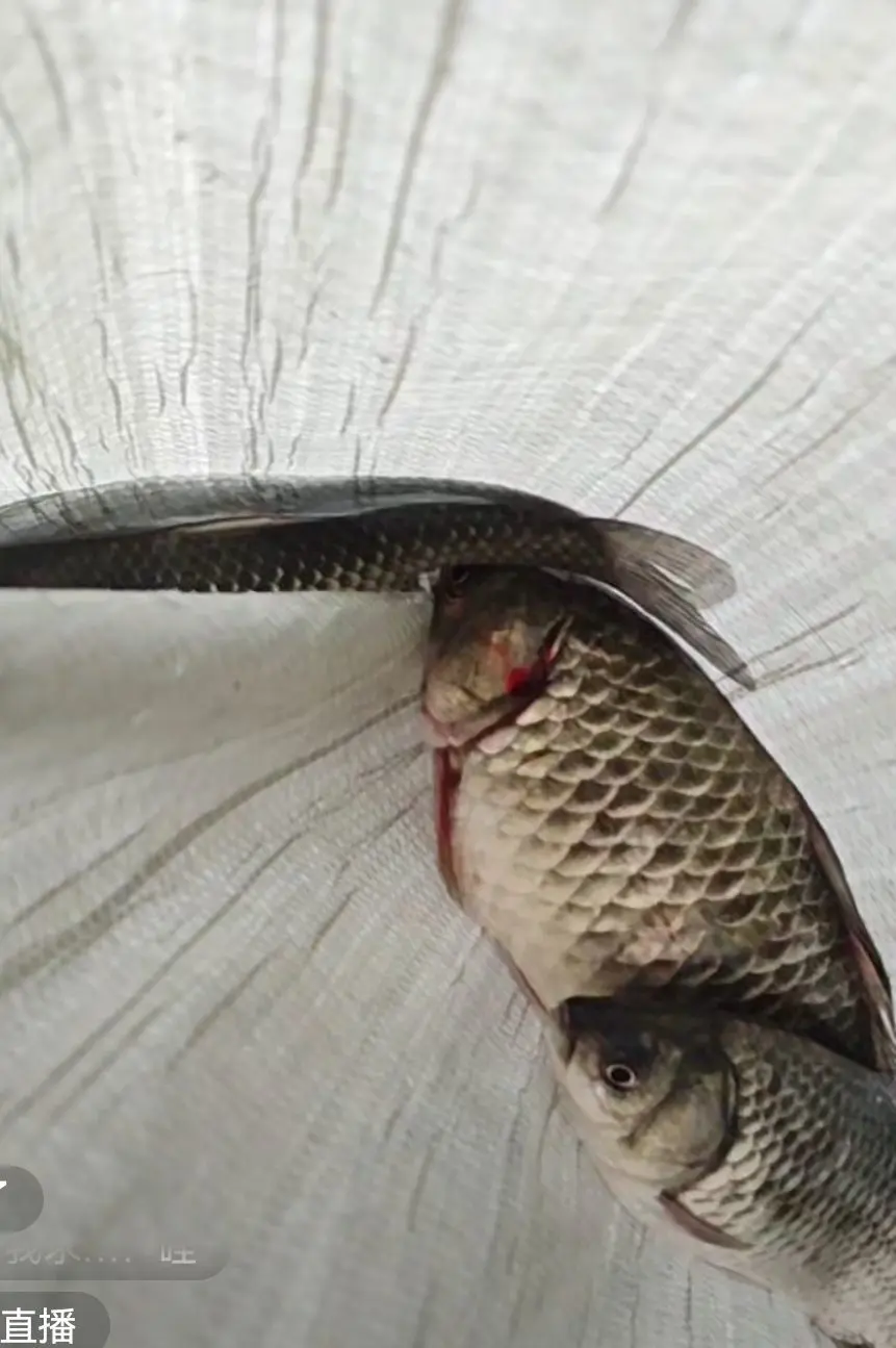 小耕🐜的主播照片