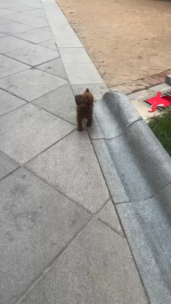 小不点还挺凶😀😀😀