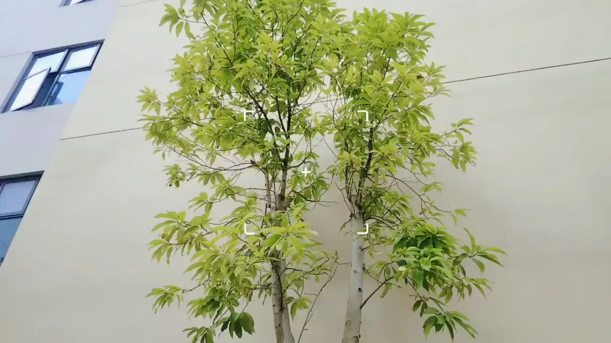 自由自在的鸟儿们/V