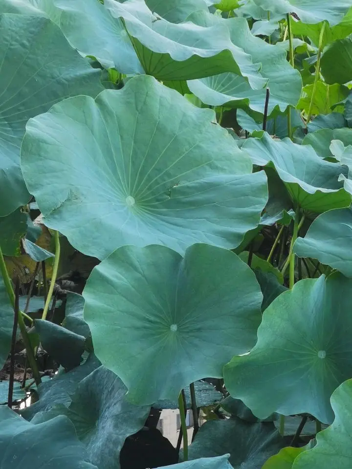 天王盖地虎虎044主播图片