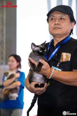 怡霖-名猫的图片