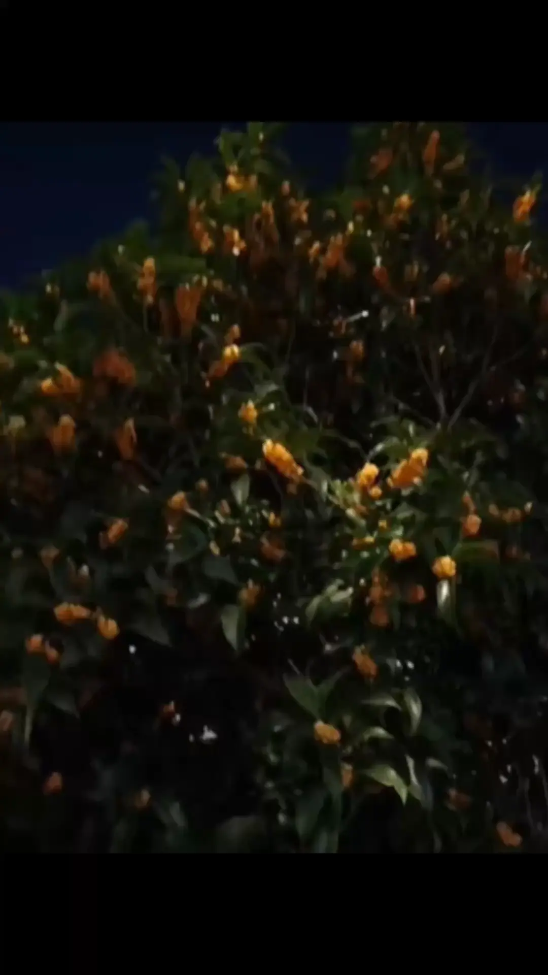 桂花飘香所以秋天是甜