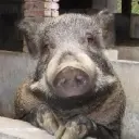 ♪ZI快乐野猪♪