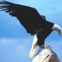 随风悠扬