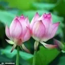 春暖❤❤花开