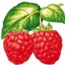 ☀++草莓++☀
