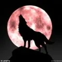 ╰★狼v族☆╮孤狼