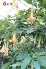 流云__《大家猜猜这是什么花？》